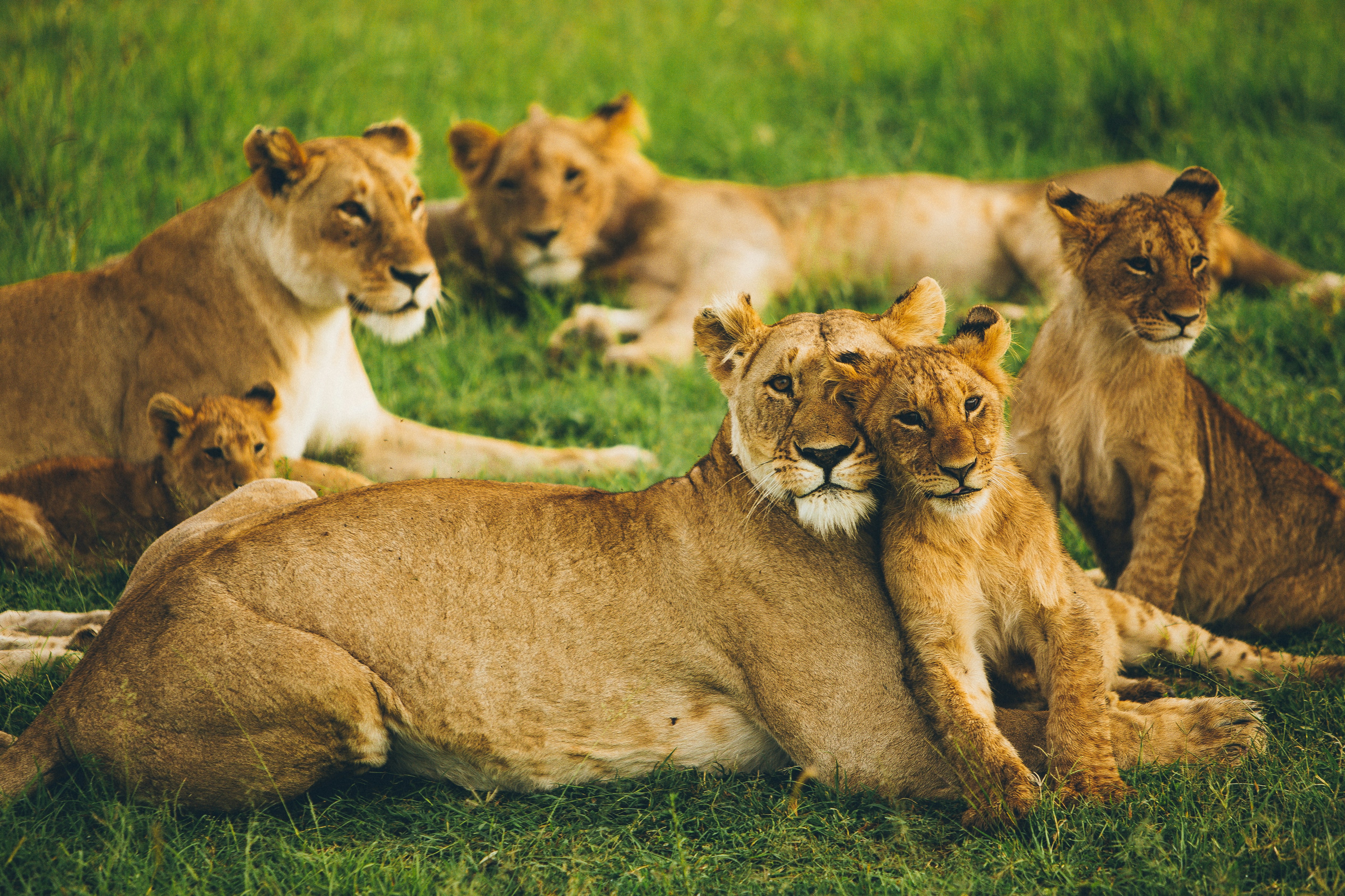Picture of lions in the Maasai Mara National Park